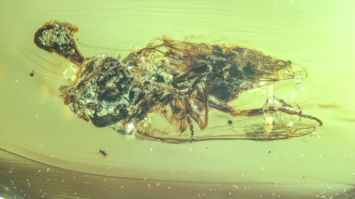 99 Million-Year-Old Amber Reveals Ancient 'Zombie Fungi' in Action