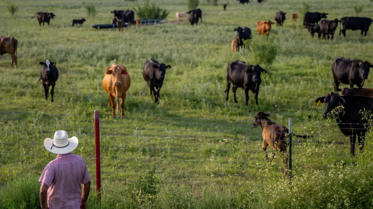 American Cattle Ranchers Outraged as Trump Plans to Import Beef from Argentina