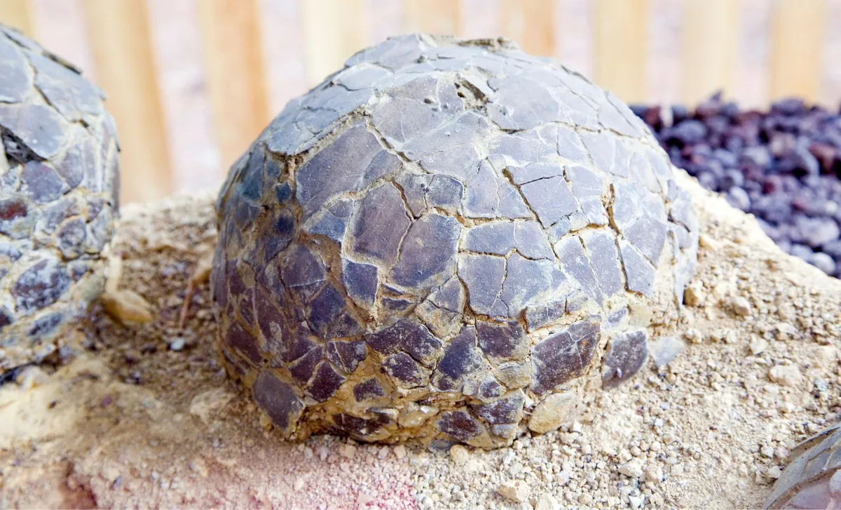 Ancient Birds Nesting in the Arctic: A 73-Million-Year-Old Discovery