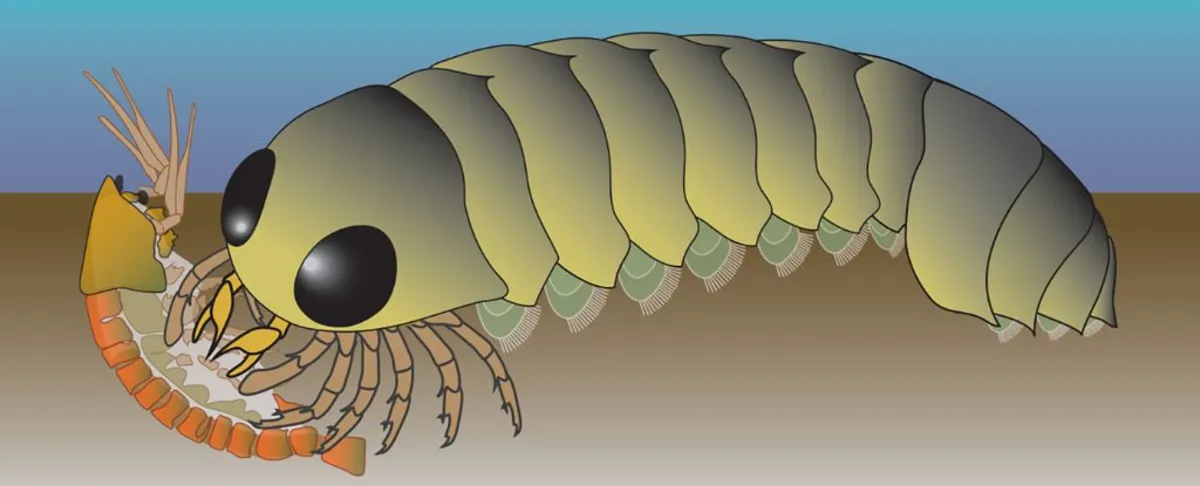 Ancient Fossil Reveals Spiders' Surprising Ocean Origins