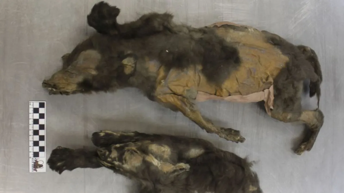 Ancient Ice Age 'Puppies' Revealed to Be Wolves, Not Dogs