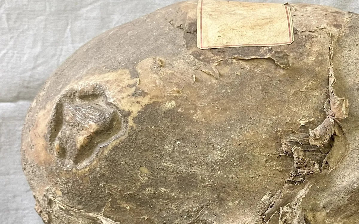 Ancient Mystery: Mummified Head Reveals Secrets of Aymara Rituals
