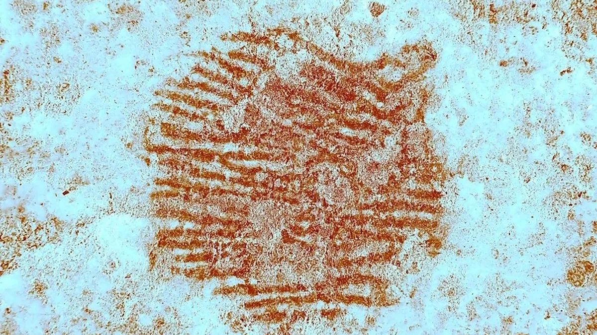 Ancient Neanderthal Fingerprint: The Oldest Symbolic Art Discovery