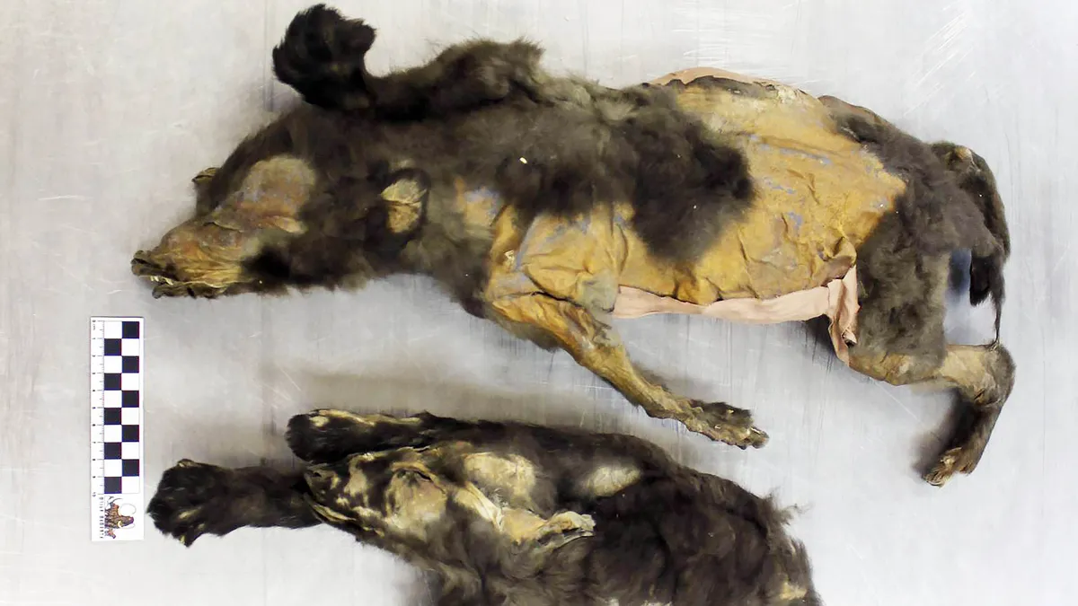 Ancient Wolf Cubs: New Discoveries Rewrite Dog Domestication History
