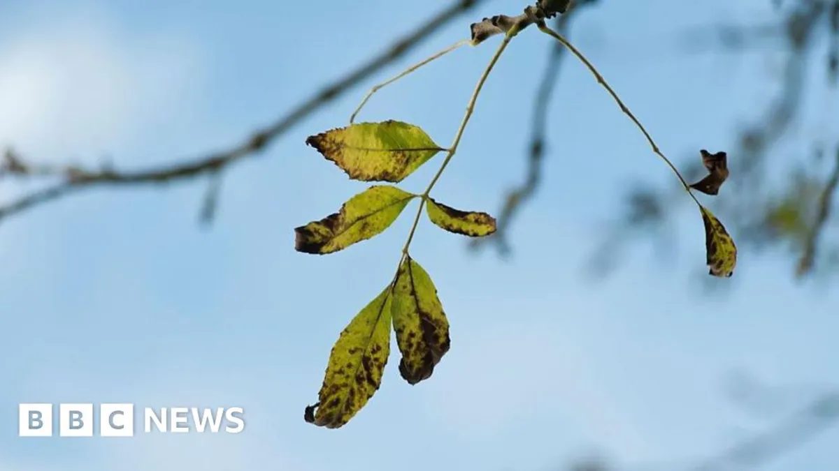 Ash Trees Show Remarkable Resistance Against Dieback Disease in Britain