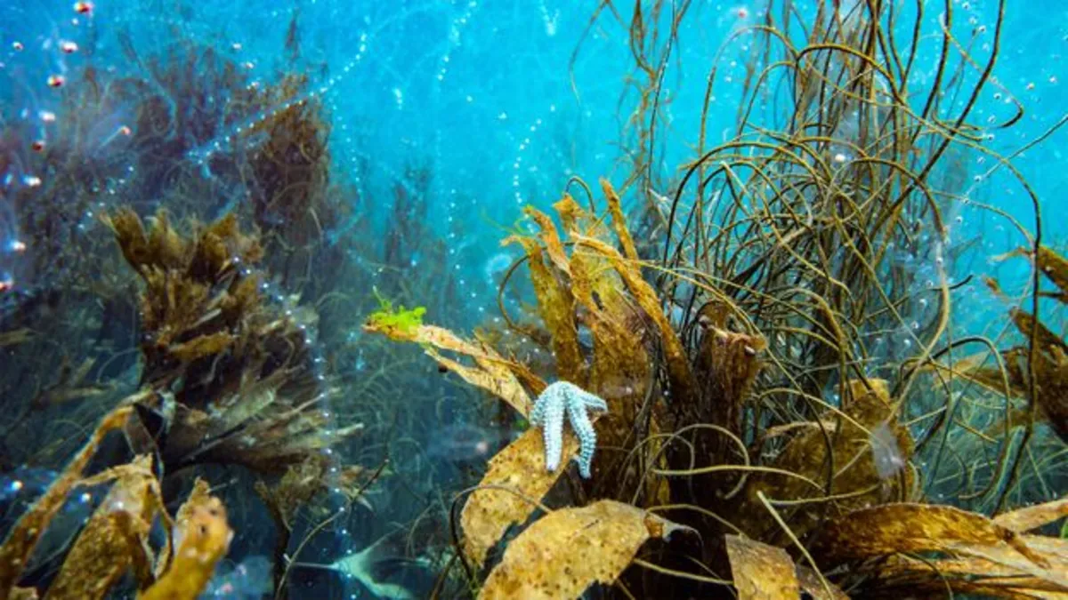 Astounding Science Discoveries: Meteor Showers and Underwater Marvels Unveiled