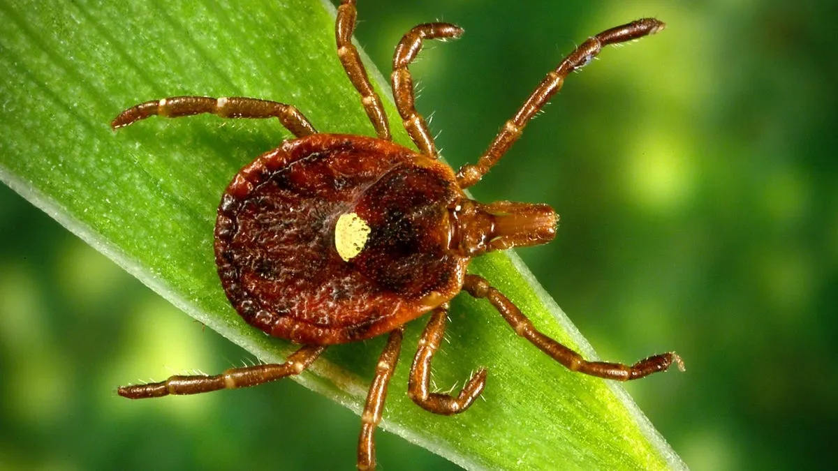 Beware of Ticks: Indiana's Outdoor Adventure Comes with Hidden Risks