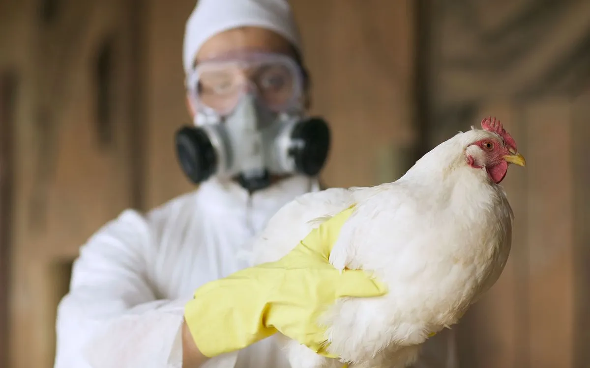 Bird Flu Evolution: Are We on the Brink of a New Pandemic?