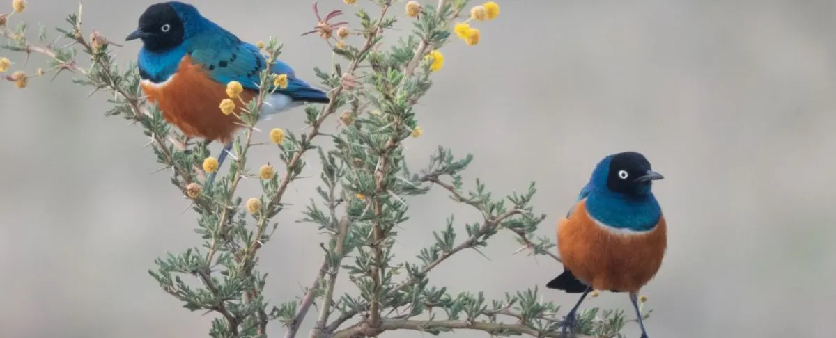 Birds Show Signs of Friendship: A Groundbreaking Study on Superb Starlings