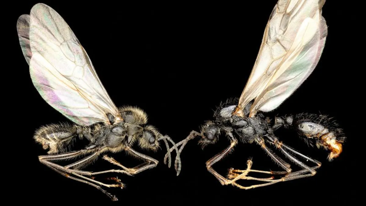 Bizarre Ant Reproduction: Iberian Harvester Queens Create Two Species from One Egg