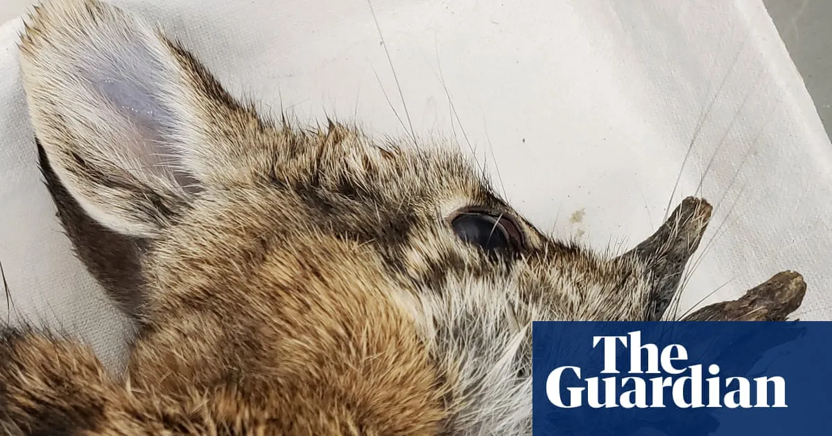 Bizarre 'Frankenstein Bunnies' Spotted in Colorado: What You Need to Know