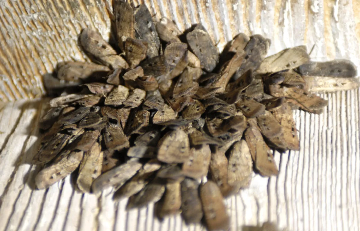 Bogong Moths Navigate Using Stars: A Marvel of Nature