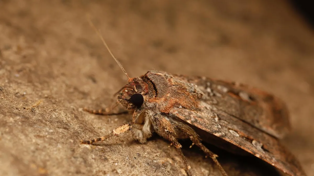 Bogong Moths: The Stars as Their Navigational Compass