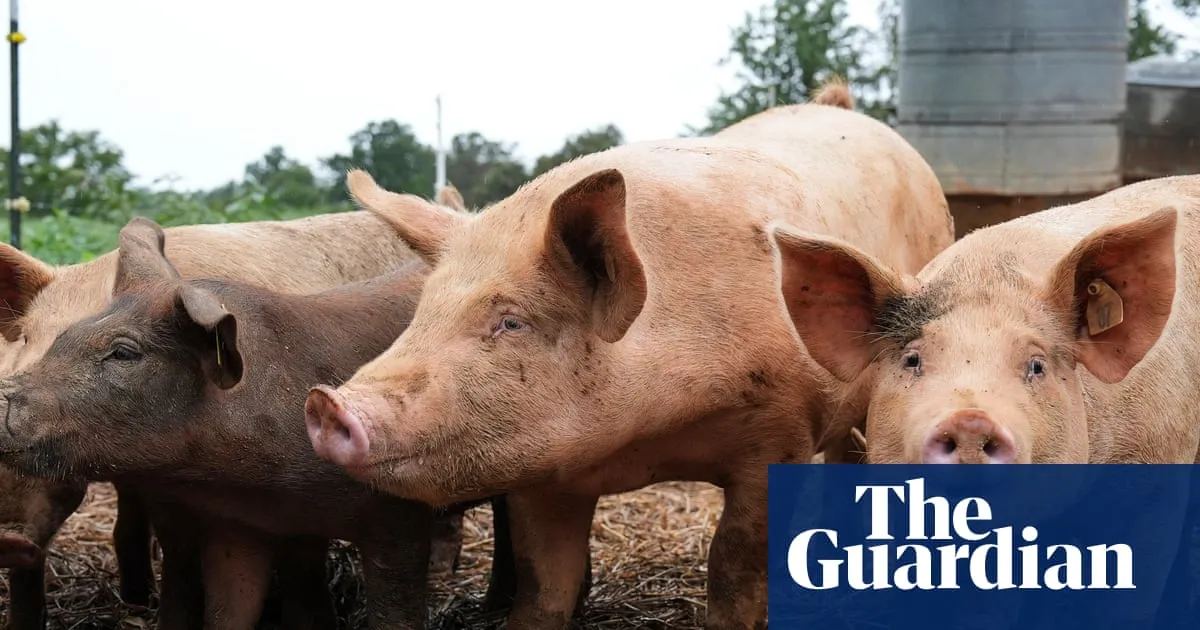 Breakthrough in Xenotransplantation: Pigs' Lungs Successfully Transplanted into Humans