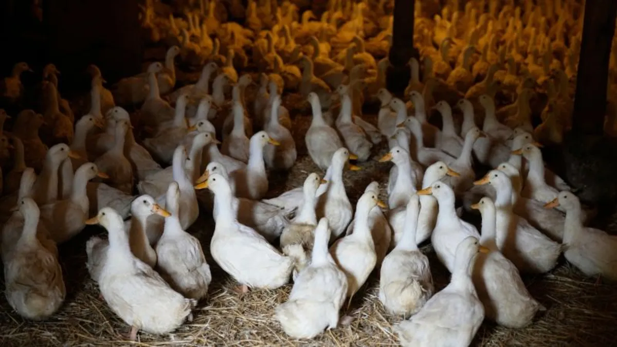 CDC Ends Emergency Response to H5N1 Bird Flu: What You Need to Know