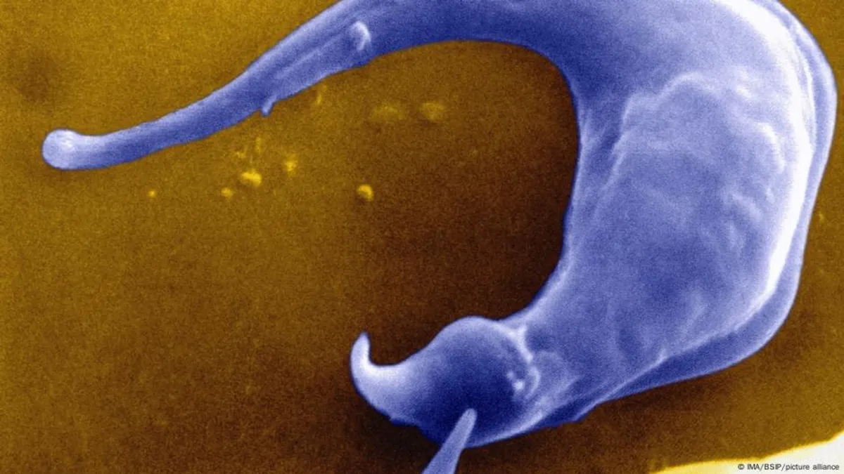 Chagas Disease: A Growing Health Threat in the US