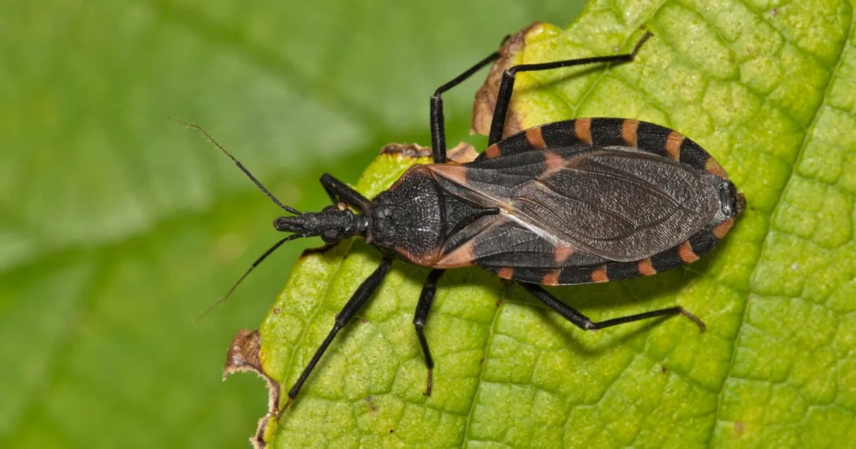 Chagas Disease: A Growing Threat in the U.S. Revealed by CDC