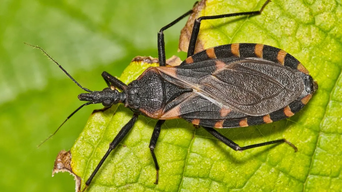 Chagas Disease: The Silent Killer in the US You Need to Know About
