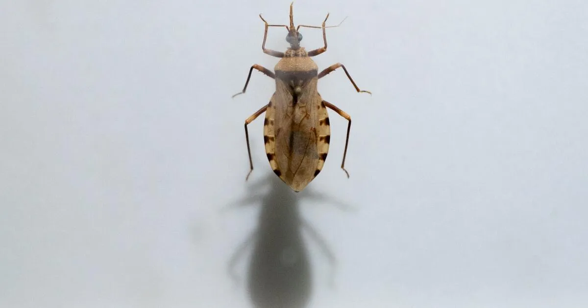 Chagas Disease: The Silent Killer Spreading in California and Beyond