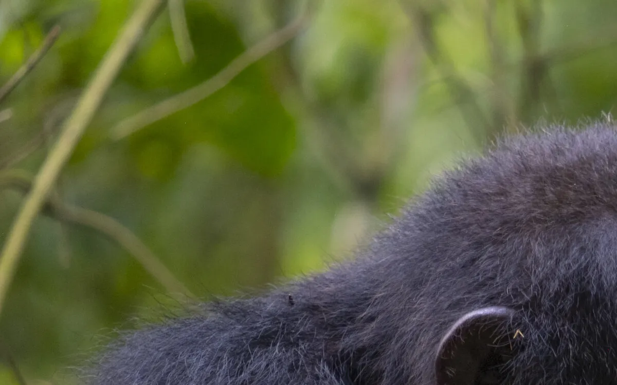Chimpanzees in Uganda: Uncovering Their Healing Secrets