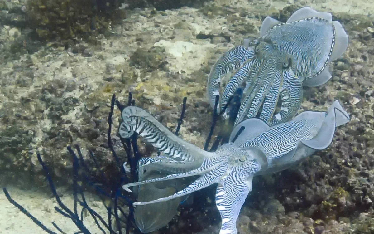 Cunning Cuttlefish Communication: Researchers Discover New Waving Behavior