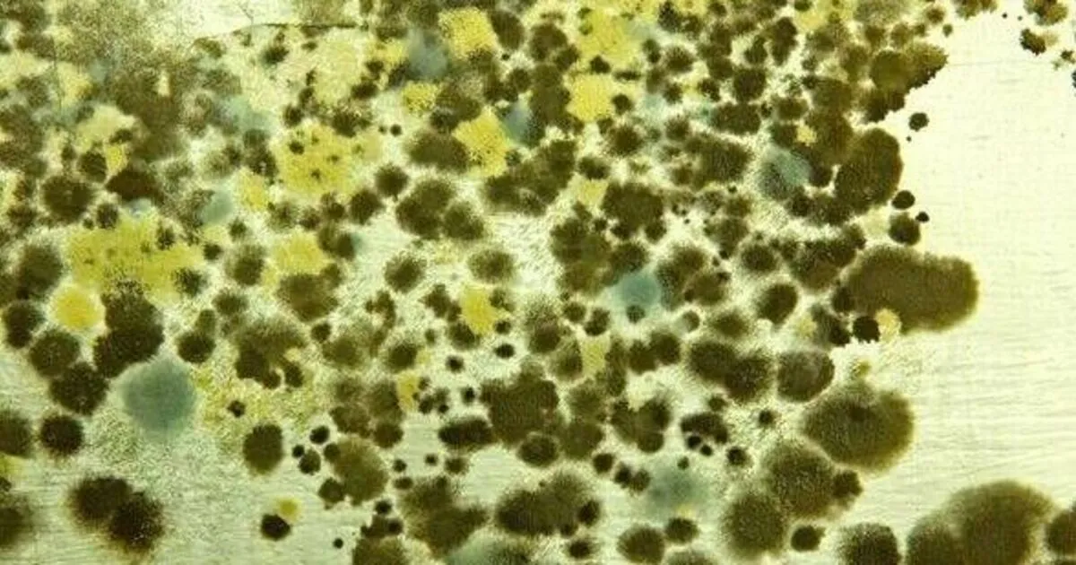 Deadly Fungus Aspergillosis Threatens Millions in Europe Amid Climate Change