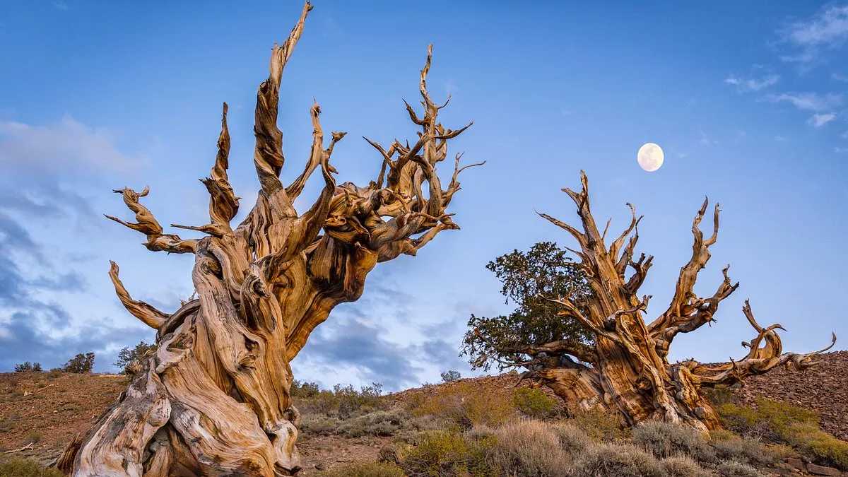 Discover the Secrets of the Ancient Methuselah Tree in California