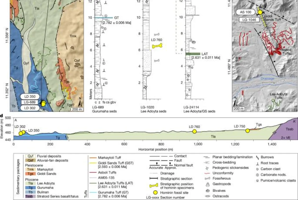Discoveries of Ancient Hominin Dental Specimens Shed Light on Early Human Evolution