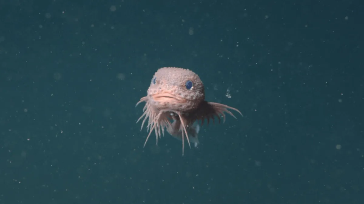 Discovering the Deep: Three New Species of Bumpy Snailfish Revealed