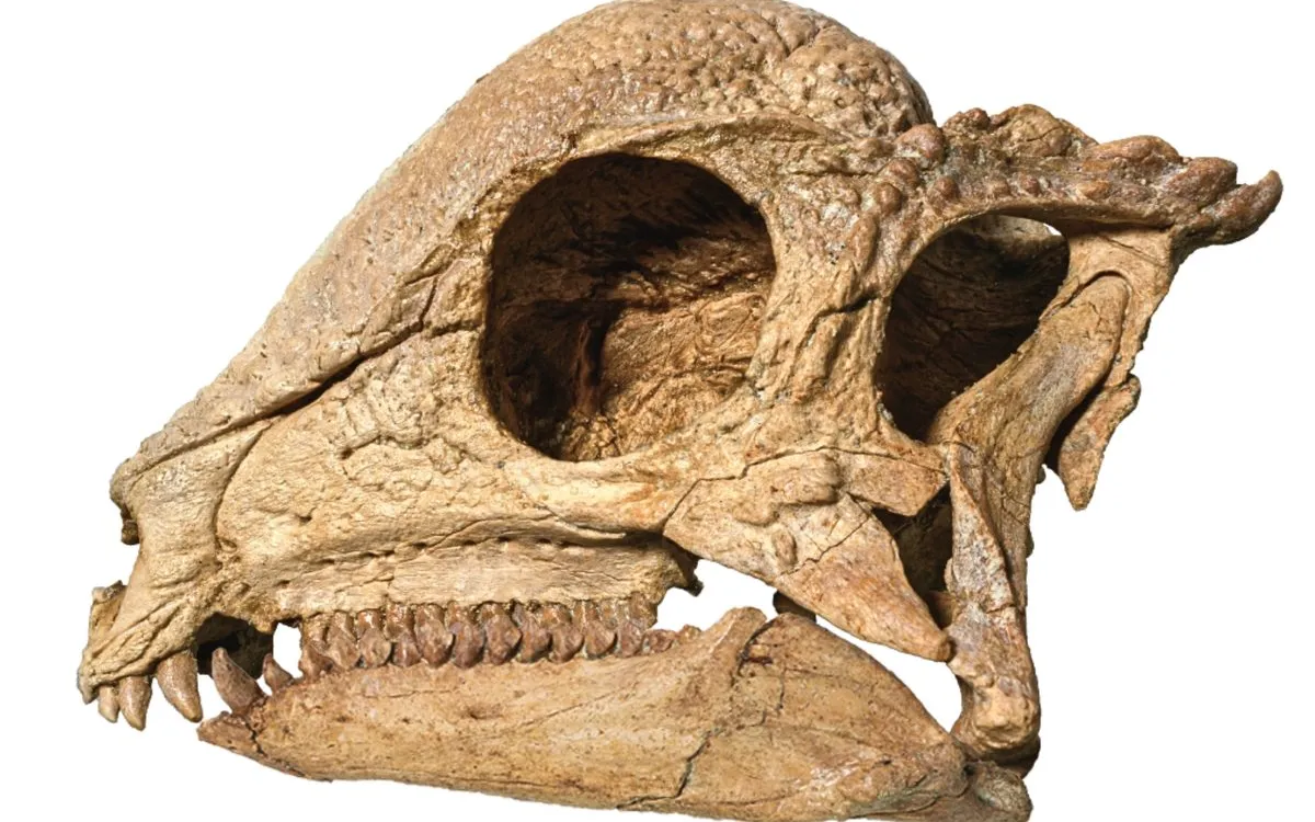 Discovering Zavacephale: A New Dome-Skulled Dinosaur from Mongolia