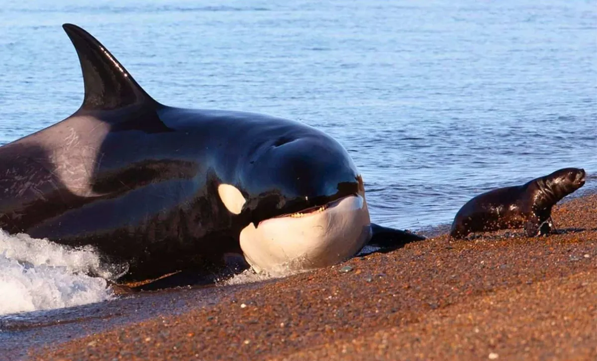 Dolphins and Orcas: The Irreversible Evolutionary Journey from Land to Sea