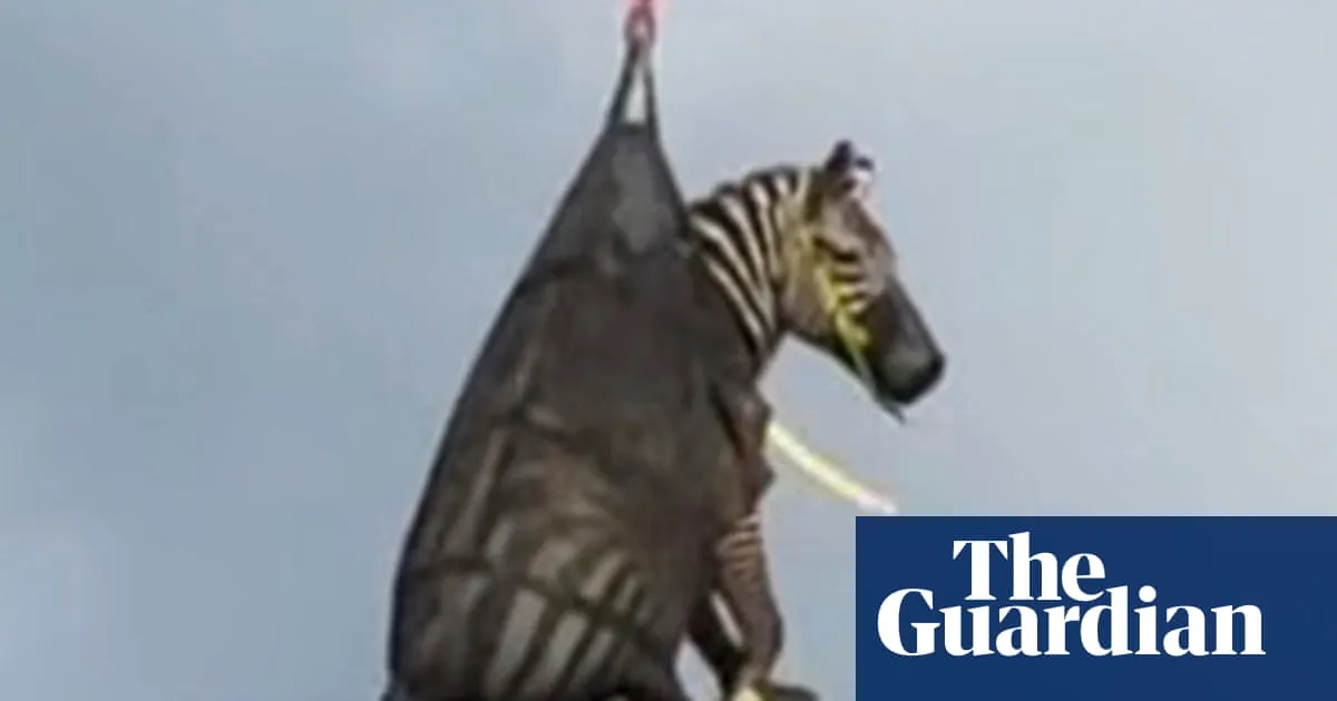 Ed the Zebra: The Tennessee Sensation Captured After Week-Long Adventure