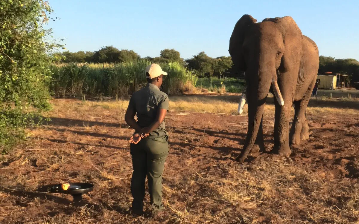 Elephants Display Intentional Communication: A Breakthrough Study Reveals Their Gestural Skills