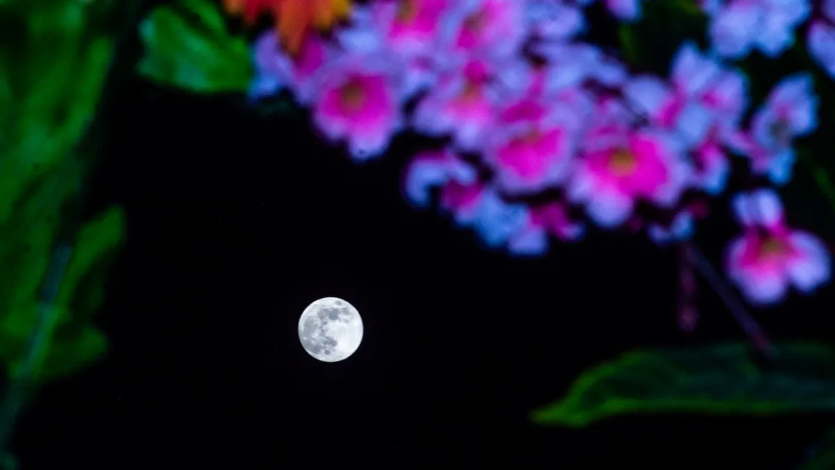 Experience the Magic of the Full Flower Moon 2025 Tonight!