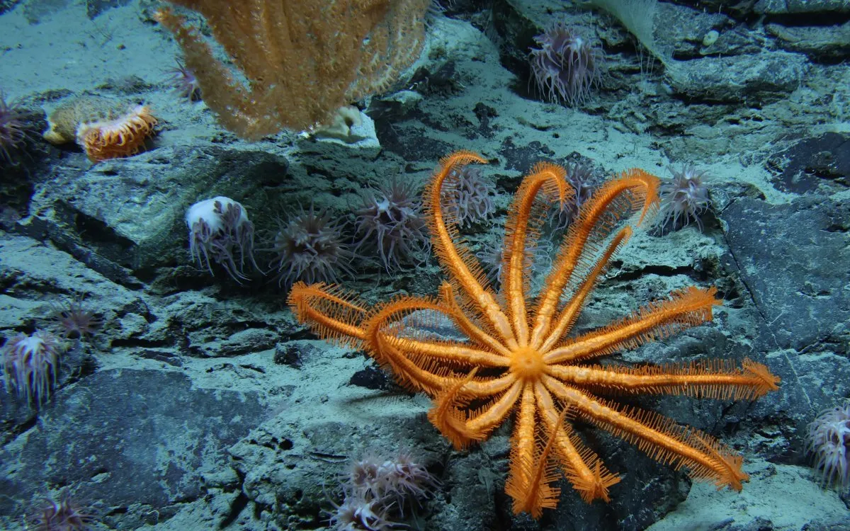 Exploring the Unexplored: Just 0.001% of the Ocean Floor Visually Observed