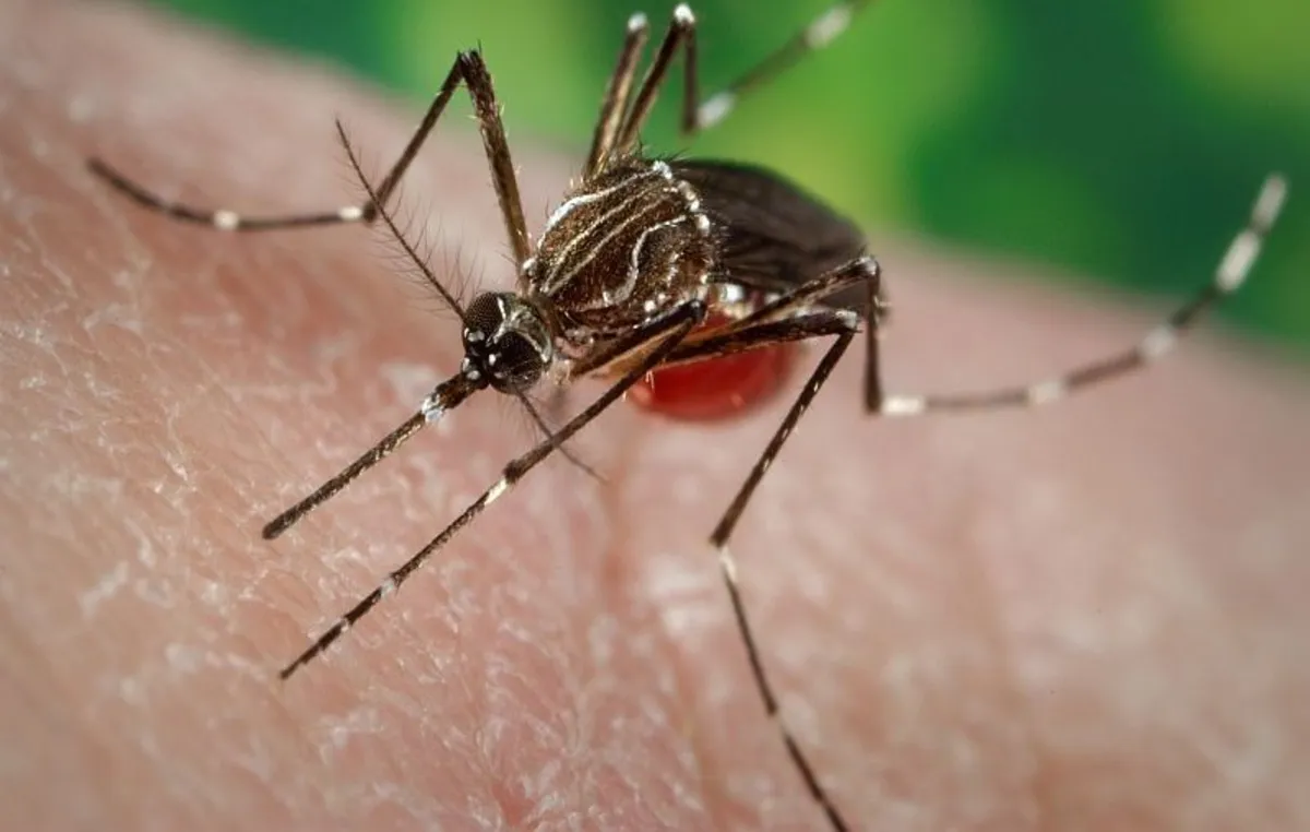 FDA and CDC Urge Pause on Ixchiq Vaccine Amid Safety Concerns