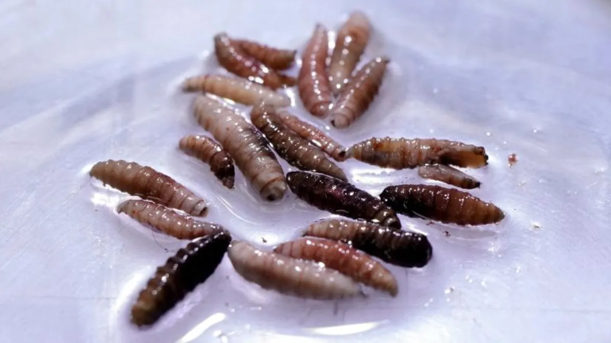 First Case of Flesh-Eating Parasite Identified in Maryland: What You Need to Know