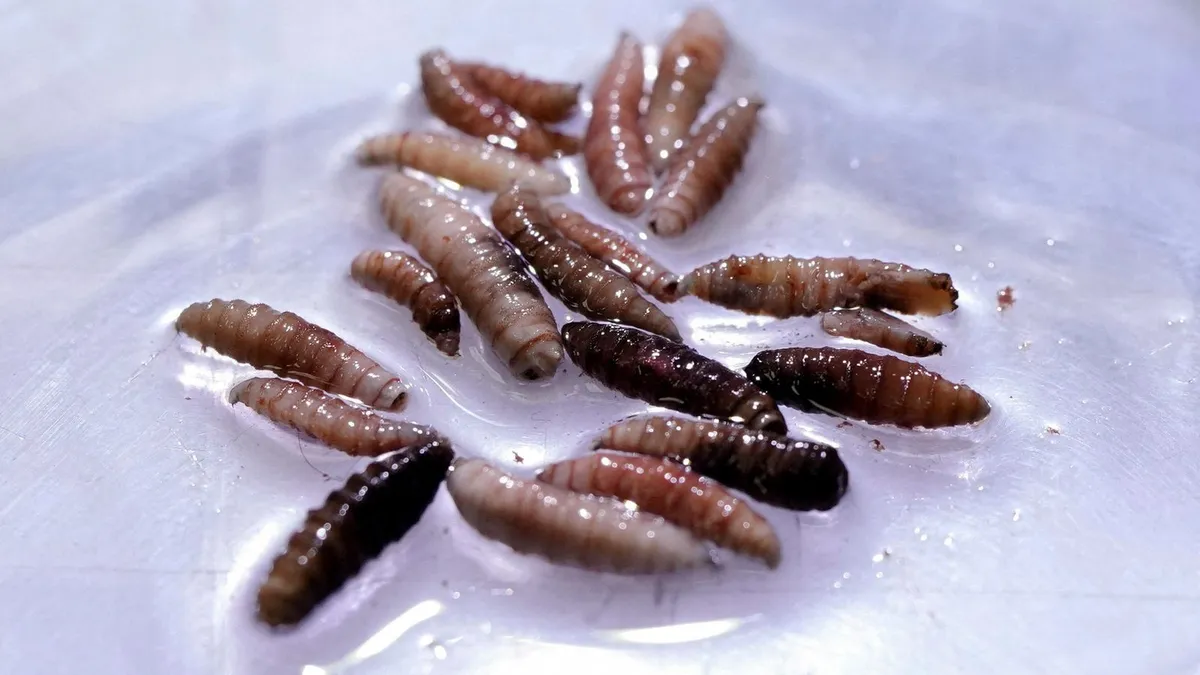 First Case of Flesh-Eating Screwworm Detected in the U.S.