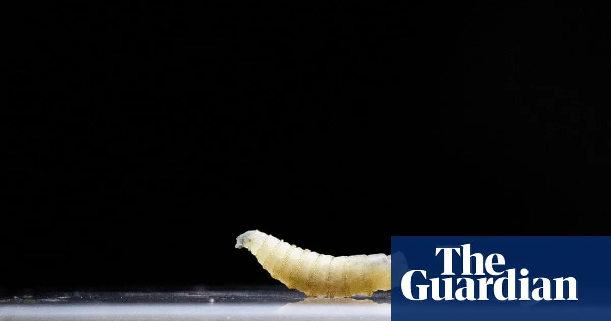 First Human Case of Flesh-Eating New World Screwworm Reported in Maryland
