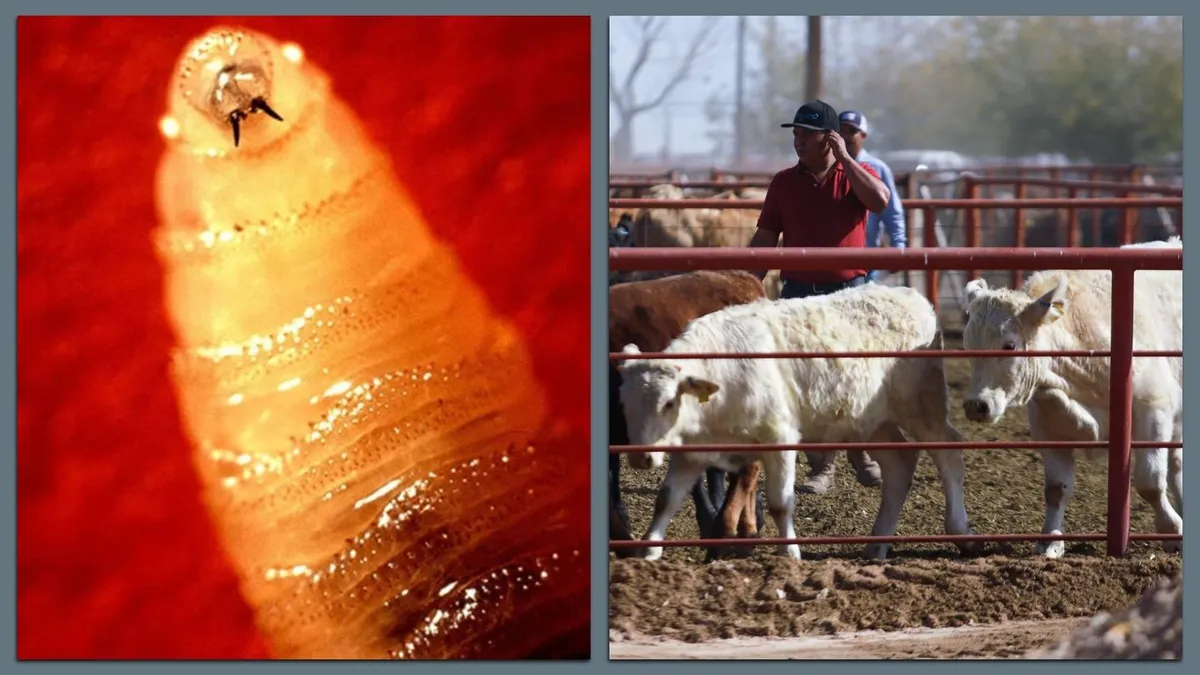 First Human Case of Flesh-Eating Screwworm Detected in Maryland