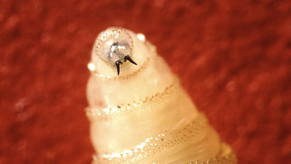 First Human Case of New World Screwworm Reported in the U.S.: A Cause for Concern
