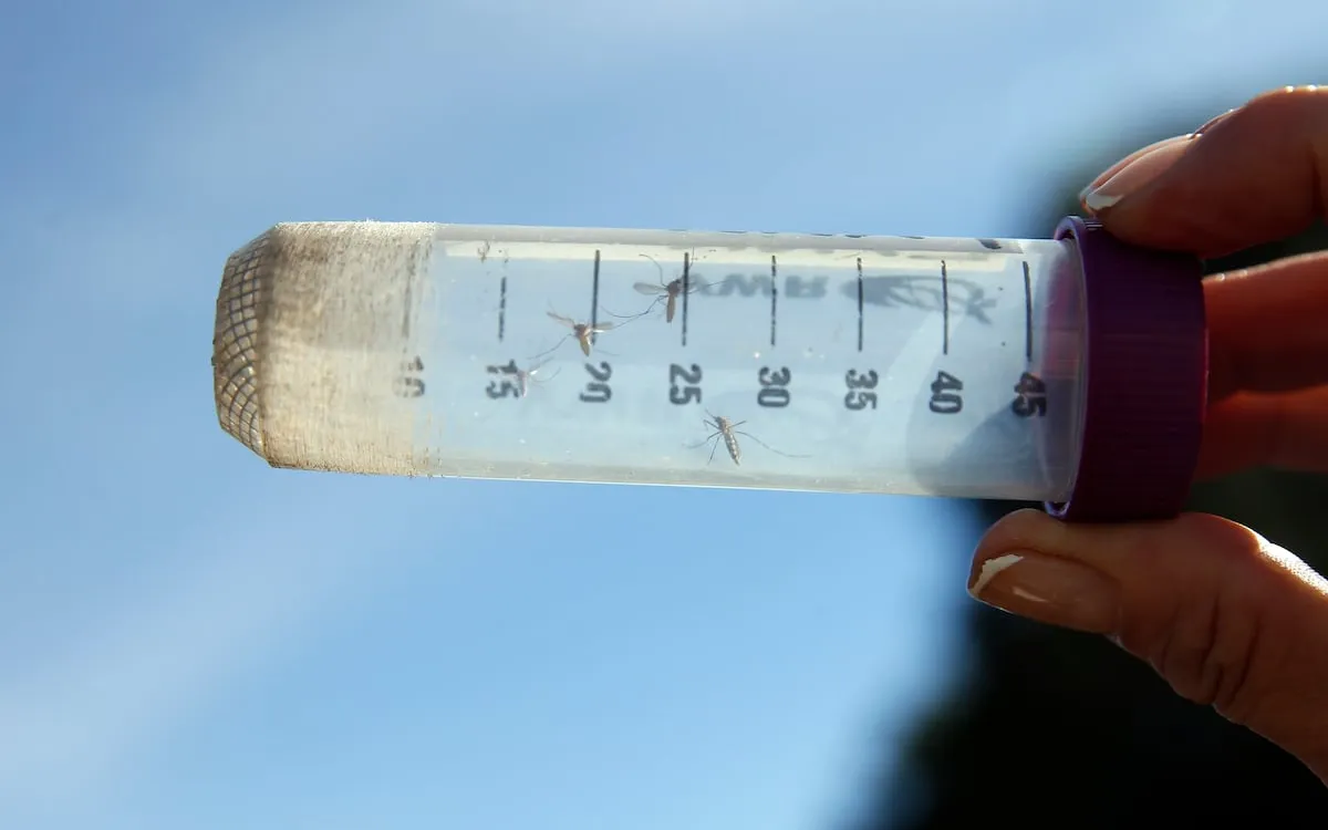 First West Nile Virus Case of 2023 Reported in Massachusetts