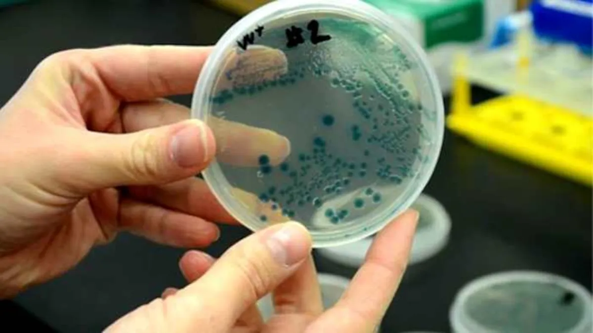 Flesh-Eating Bacterium Claims Life in Florida: What You Need to Know
