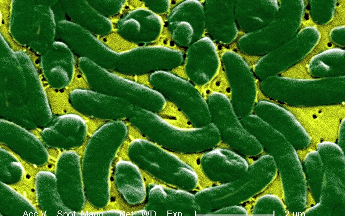 Florida Faces Deadly Threat: Four Lives Lost to Flesh-Eating Bacteria
