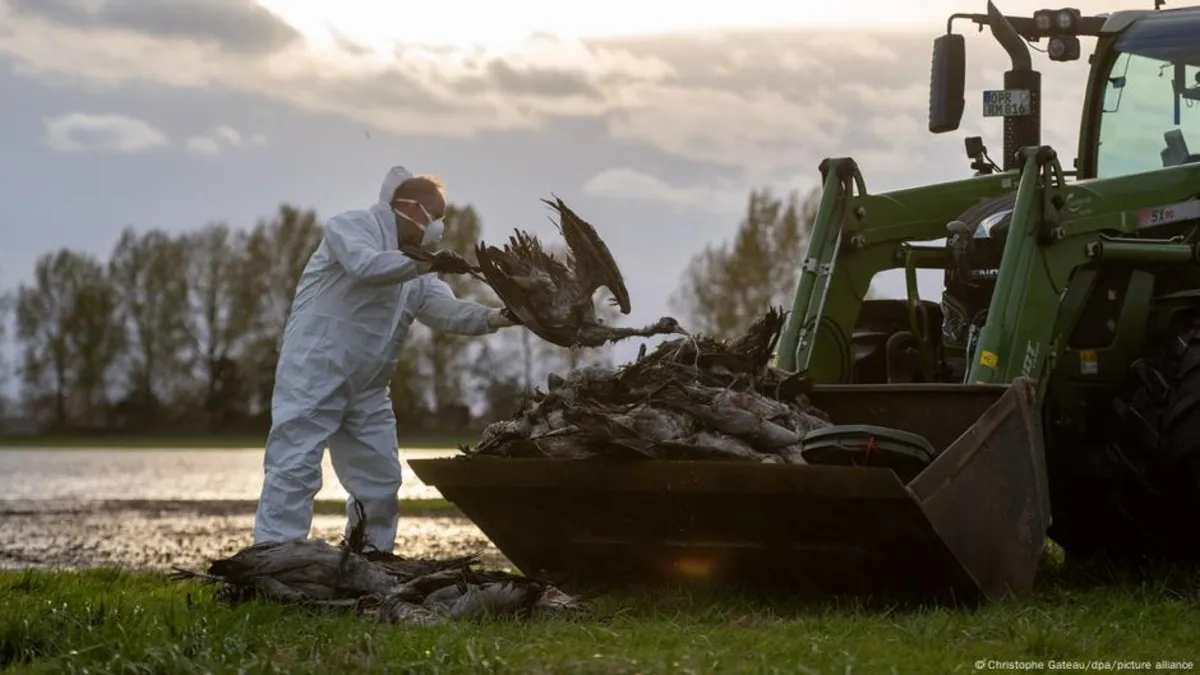 Germany Faces Bird Flu Crisis: Over 500,000 Poultry Culled
