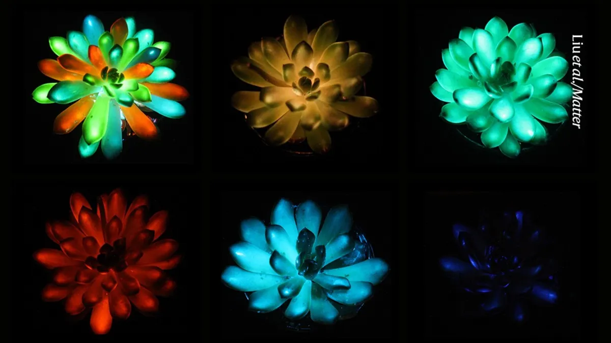 Glow-in-the-Dark Plants: Revolutionizing Dorm Decor with Bioluminescent Succulents