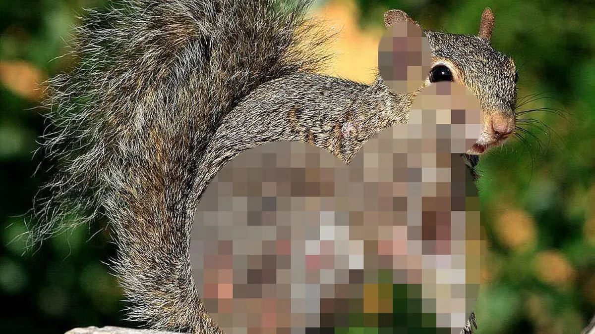 Grotesque Squirrel Sores: The Shocking Spread of Squirrel Fibromatosis