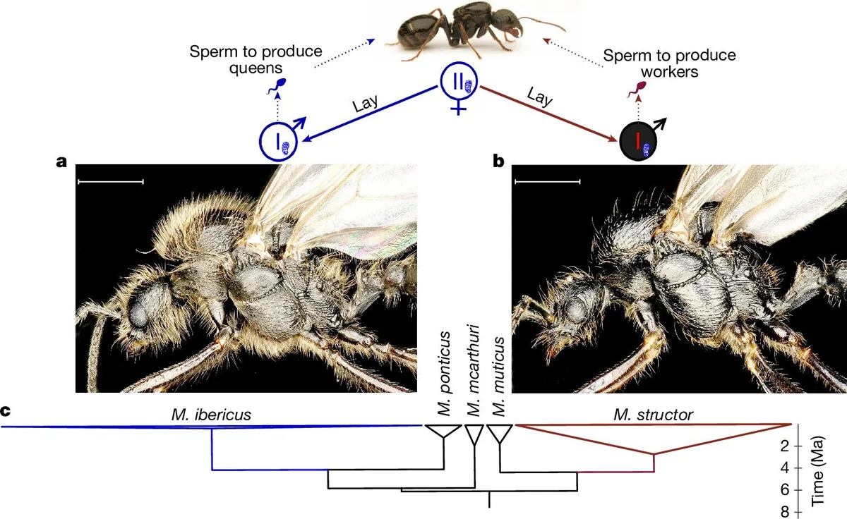 Groundbreaking Discoveries: Cloning Ants, Anti-Tumor Carotenoids, and Primordial Black Holes