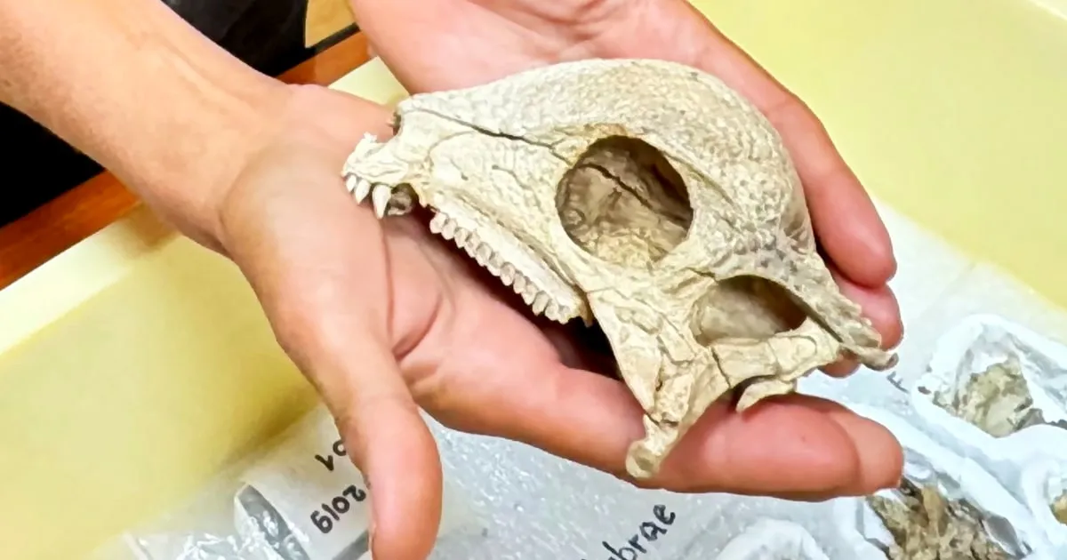 Groundbreaking Discovery: Oldest Pachycephalosaur Fossil Unearthed in Mongolia