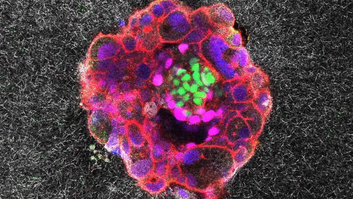 Groundbreaking Time-Lapse Reveals Secrets of Embryo Implantation